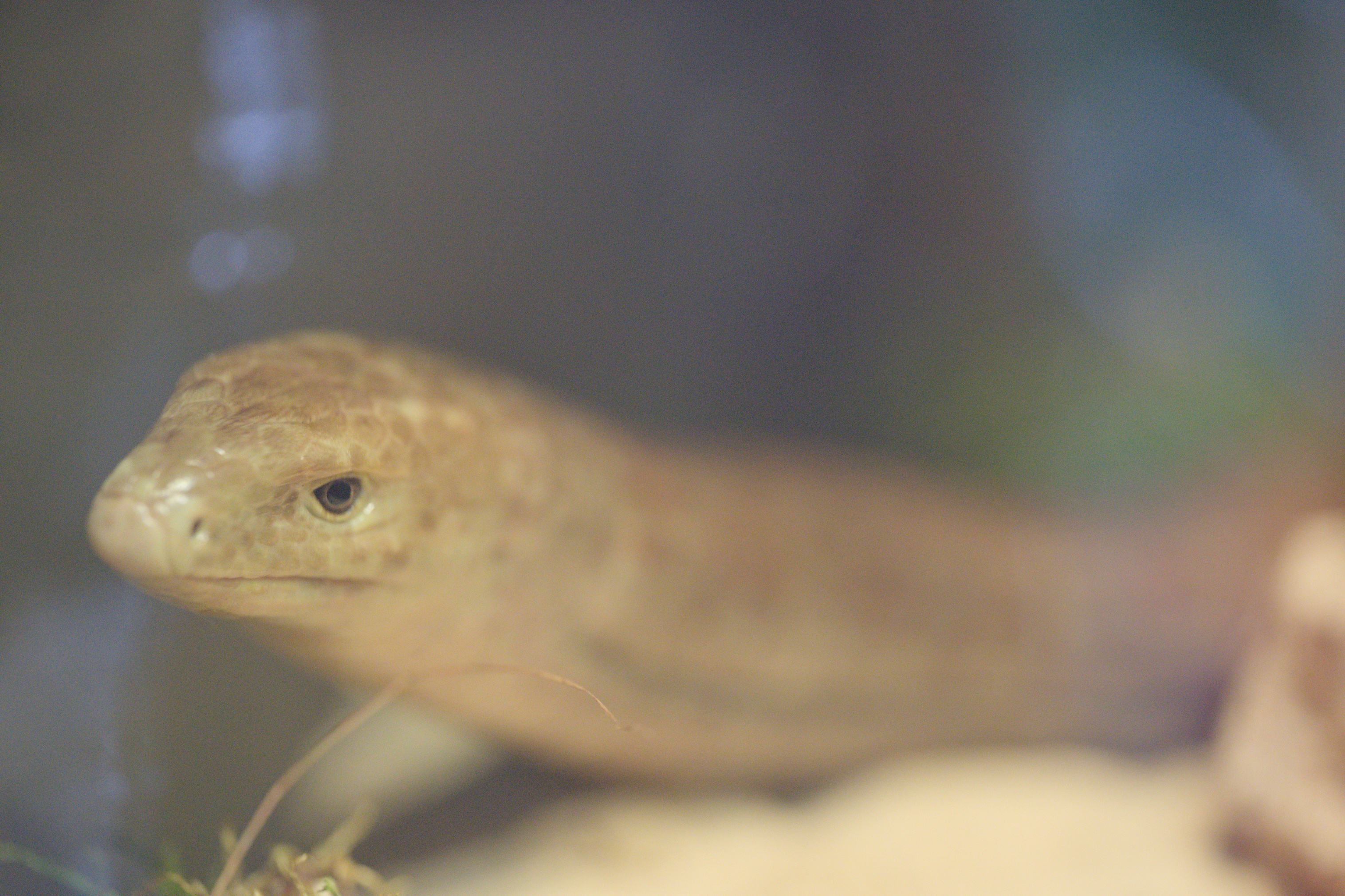 2025/10/12 - zoo/DSC_0181.jpg